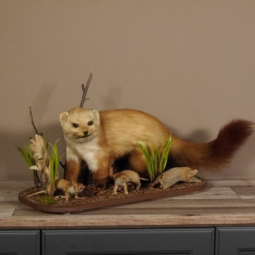 Steinmarder mit jungtieren - steinmarder,