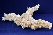 Weiße Steinkoralle für Deko, Aquarium – 1,485 kg