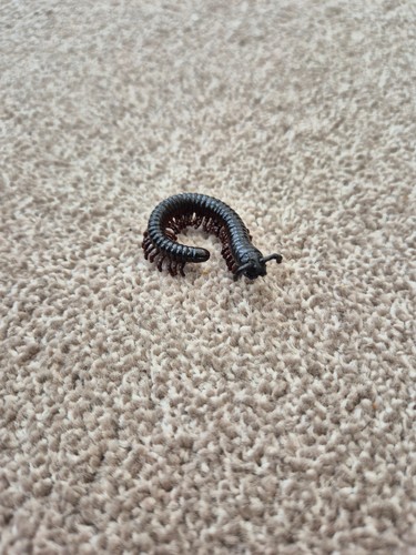Schleich seltene - schleich,