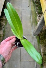 Paphiopedilum rothschildianum ´Giant Wings´ Species NEW Orchidee Orchideen