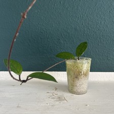 1 großer Hoya carnosa