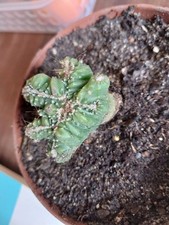 Cereus repandus - , (peruvianus)