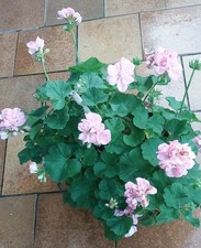 3 Stecklinge wunderschöne reichblühnde Sorte tolle Fabe unbewurzelte Stecklinge