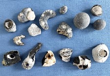 Sammlung 16 Stück Strandfunde