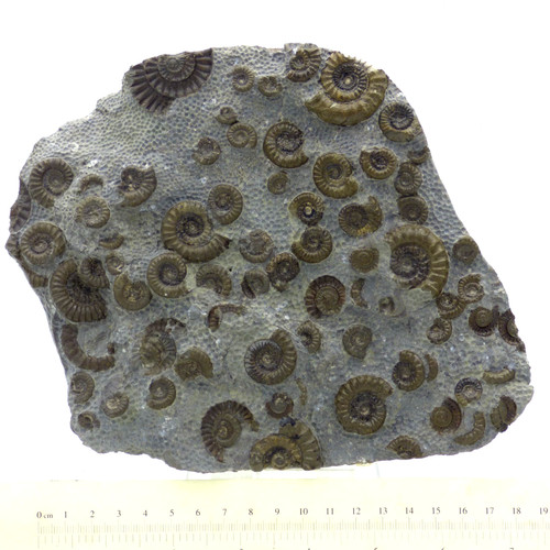 Jura fossil arnioceras ammonit - jura,