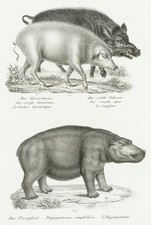 K. BRODTMANN (*1787)