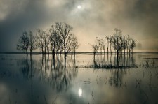 Fototapete VLIES-MEERSPIEGEL-(6504S)-Baum Sonne See Himmel Tapete Graubraun XXL