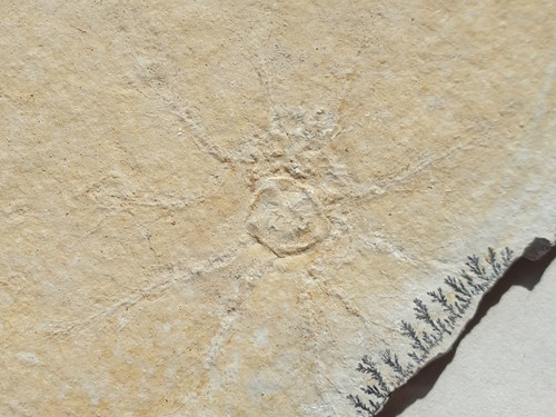 Saccocoma tenella seelilien - -,