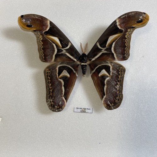 Entomologie archaeoattacus - entomologie*,