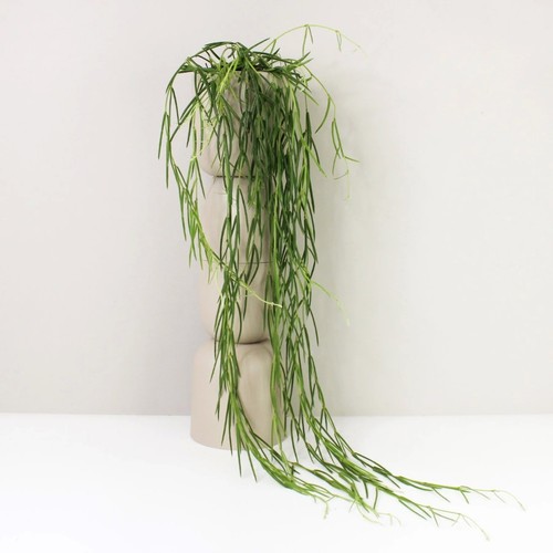 Hoya linearis wachsblume - ,