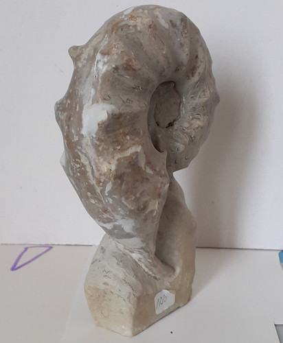 Ammonit ceratites nodosus - ammonit,