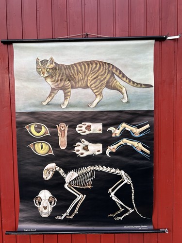 Schulwandkarte katze rollkarte - katze,