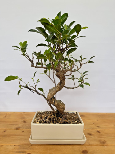 Zimmerbonsai ficus retusa - zimmerbonsai,