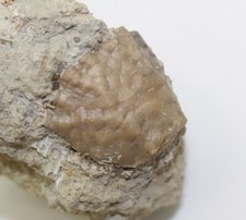 Crinoide, Sagenocrinus