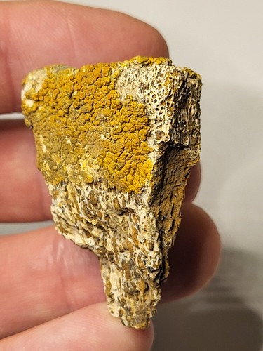 Triceratops limb becken hell - limb, /