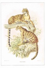 Wolkiger Leopard Tiger Vintage