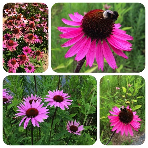 Roter sonnenhut echinacea - roter,
