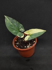 Syngonium Albo Variegata - Top Pflanze (No Philodendro) 
