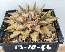 Ariocarpus trigonus  , on own roots (13-10-16)