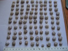 100 mini Schneckenhäuser Schneckenhaus Basteln Dekoration Aquarium Terrarium