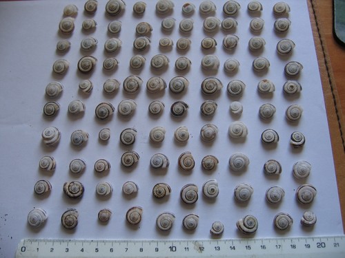 100 mini schneckenhäuser - mini,
