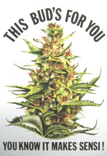 CANNABIS MARIHUANA MARIJUANA