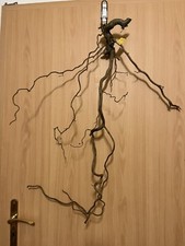 Naturholz-Korkenzieherhasel-Zw