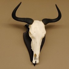 Gnu Streifengnu Breite: 50 cm Schädeltrophäe SW: 33 cm Afrika Schädel Trophäe