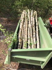Baumstamm birke dekorations - birke,