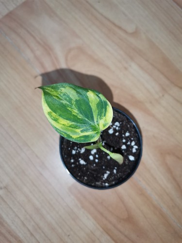Philodendron micans yellow - philodendron,