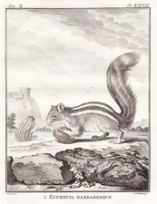 Ecureuil squirrel