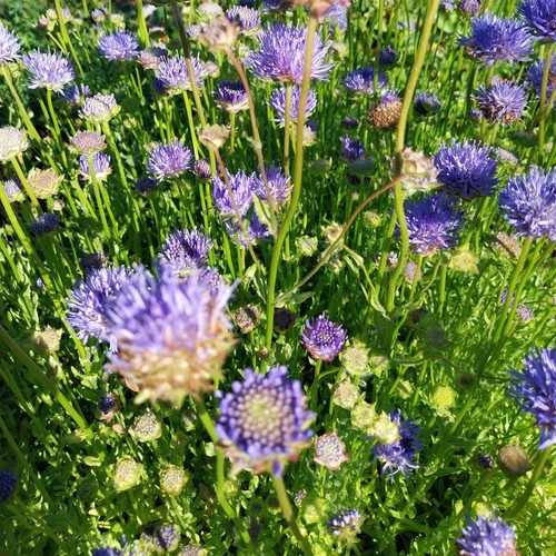 Garten-Blauköpfchen