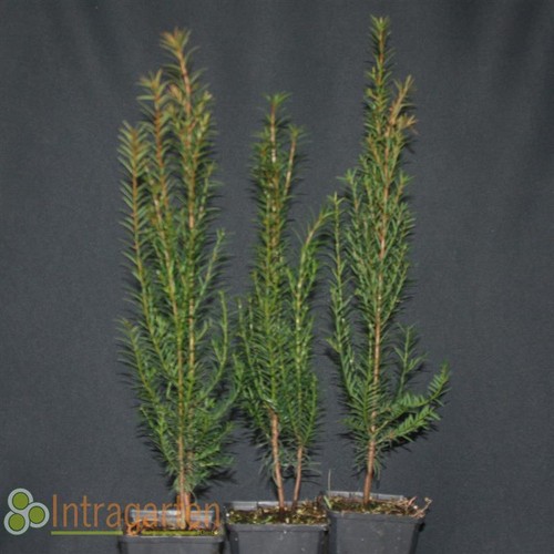 Gemeine eibe heckenpflanze - eibe,