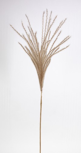 Pampasgras natur 88cm - pampasgras,