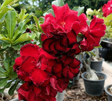 Wüstenrose - adenium obesum -