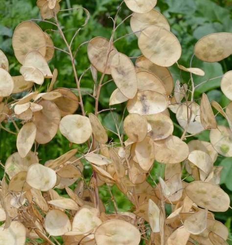Samen silberblatt lunaria - samen,