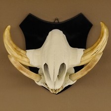 Warzenschwein Keiler Gewaff Afrika Trophäen Trophäenschild HL max.16 cm 88.15.42