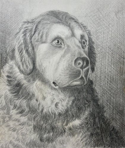 Hundekopf bernhardiner - hundekopf,,