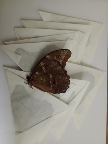 Morpho didius a1 - ,