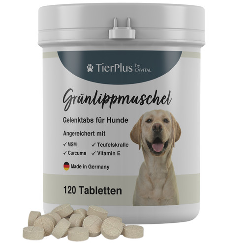 Grünlippmuschel