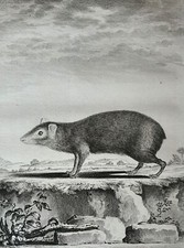 1767 Lithographie Kunstdruck