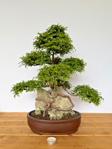 Bonsai chinesische ulme nr - chinesische,