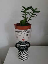  Geldbaum Crassula Ovata Pfennigbaum Glücksbaum  Pfennigbaum Zimmerpfla Pflanze 