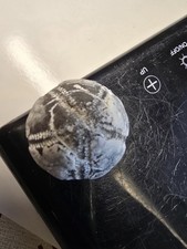 Seeigel Galerites Steinkern