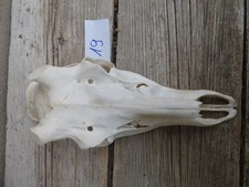 echter Rothirschschädel / Abwurfstangen / Basteln 19