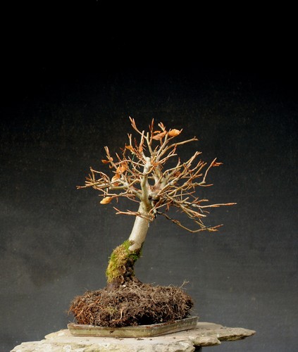 Bonsai outdoor winterhart
