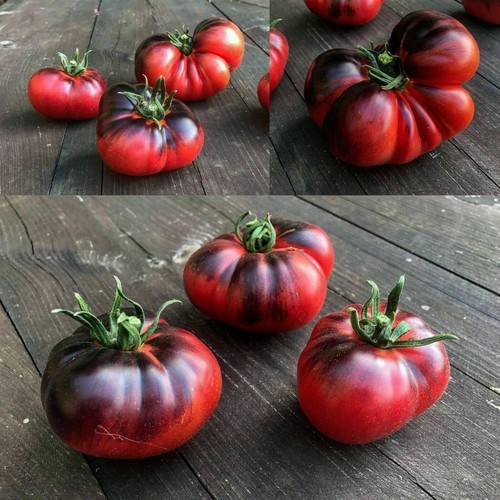 Indigo blue beauty tomate 50 - beauty,