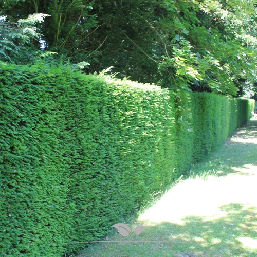 Gemeine eibe taxus - gemeine, baccata
