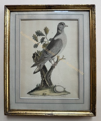 Orig kupferstich vogel taube - orig.,