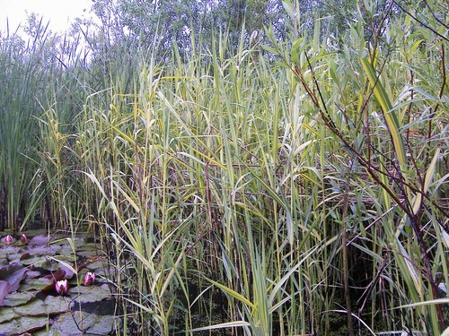Teichpflanzen 5 st - ,